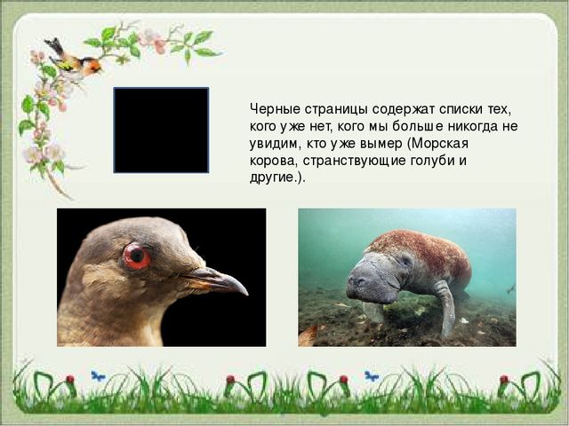 Презентация "Красная Книга "