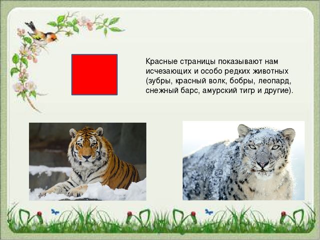 Презентация "Красная Книга "