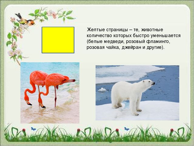 Презентация "Красная Книга "