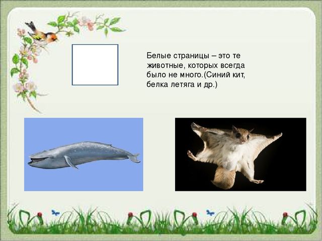 Презентация "Красная Книга "