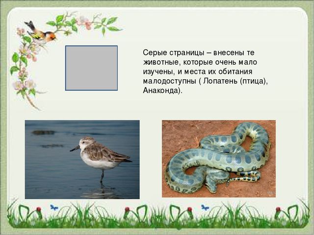 Презентация "Красная Книга "