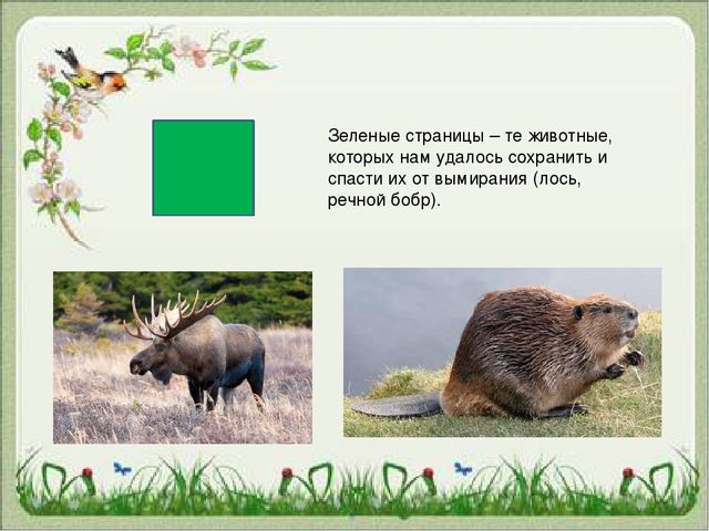 Презентация "Красная Книга "