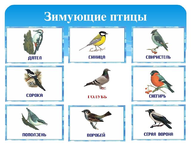 Презентация: Экологическое путешествие "В зимнем лесу"