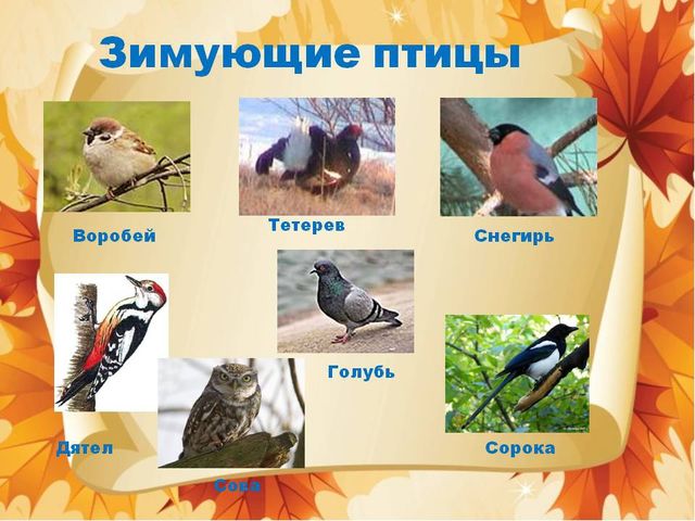 Презентация с голосами птиц "Зимующие и перелетные птицы"
