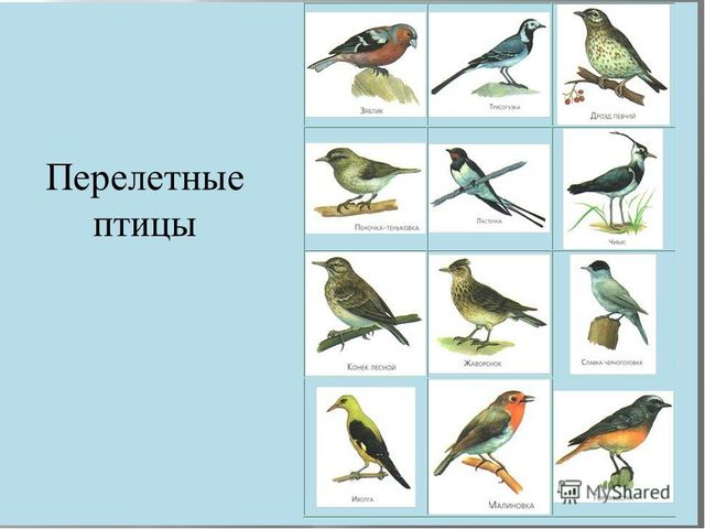 Презентация с голосами птиц "Зимующие и перелетные птицы"