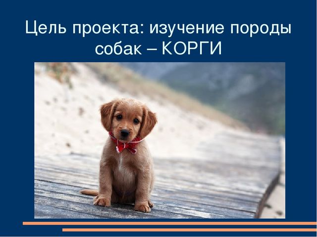 Презентация детского познавательного проекта "Мама, я хочу собачку"