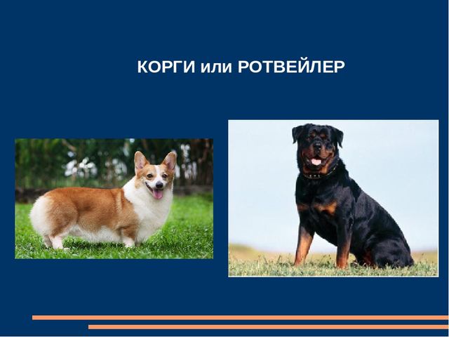 Презентация детского познавательного проекта "Мама, я хочу собачку"