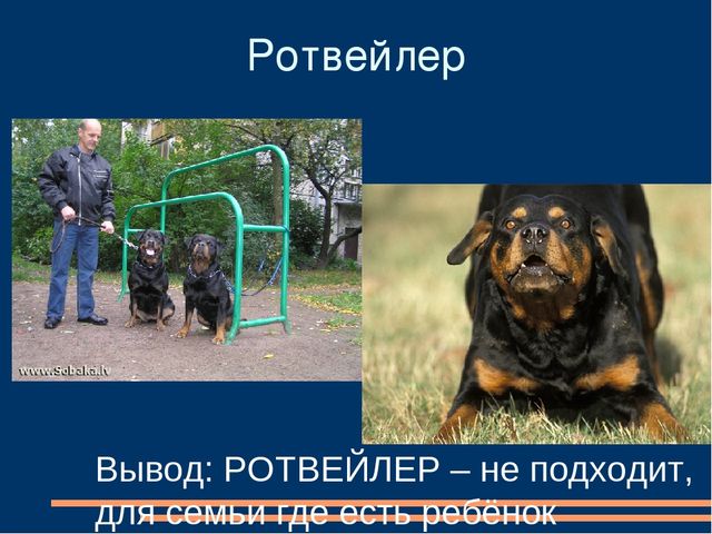 Презентация детского познавательного проекта "Мама, я хочу собачку"