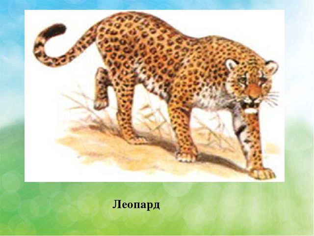 Презентация Эндемичные животные КБР