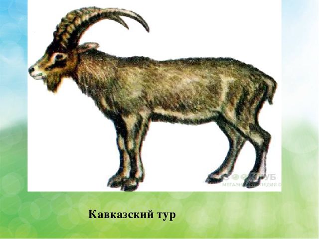Презентация Эндемичные животные КБР