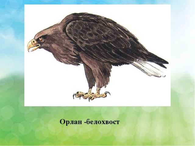 Презентация Эндемичные животные КБР