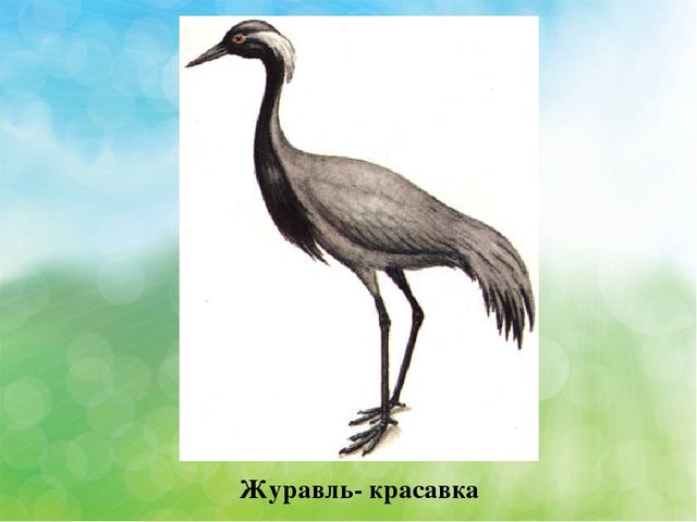 Презентация Эндемичные животные КБР