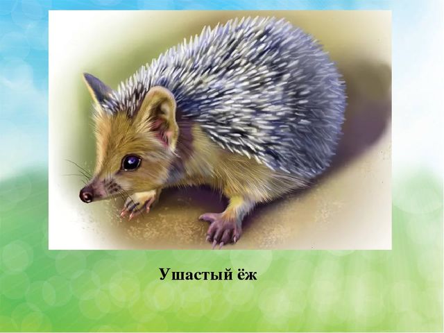 Презентация Эндемичные животные КБР