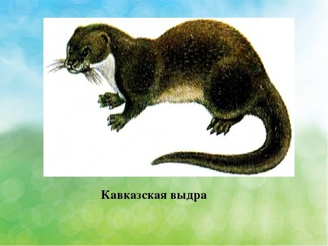 Презентация Эндемичные животные КБР