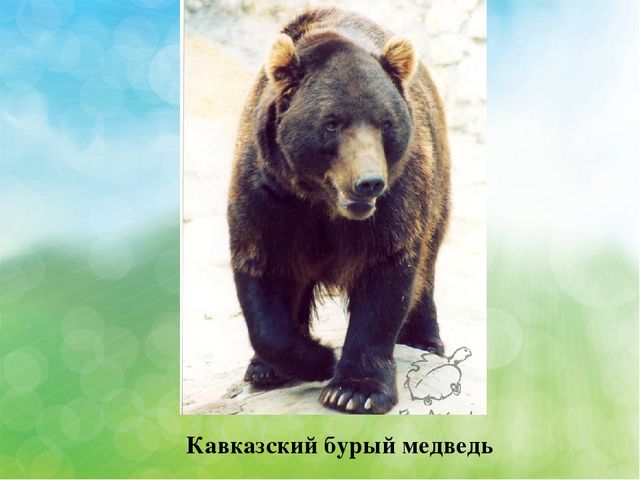 Презентация Эндемичные животные КБР