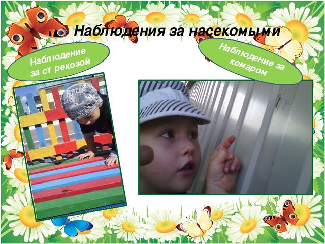 Презентация проекта "Паучки,бабочки. стрекозы"