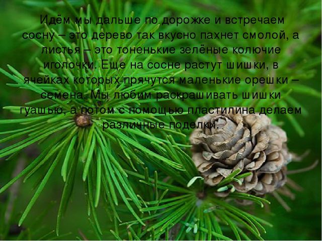 Презентация "Экскурсия для звездочки"