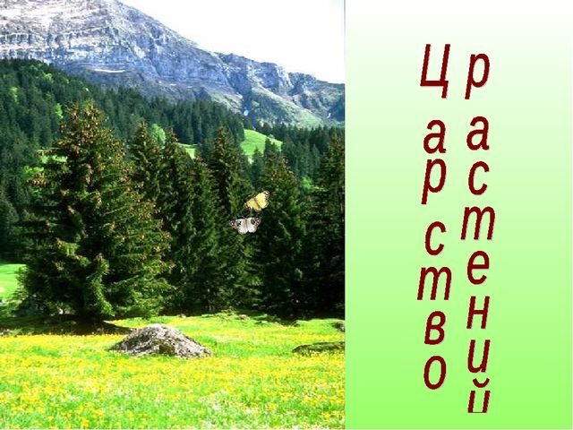 В гостях у Лесовичка