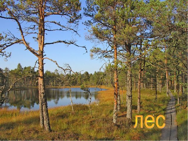 В гостях у Лесовичка