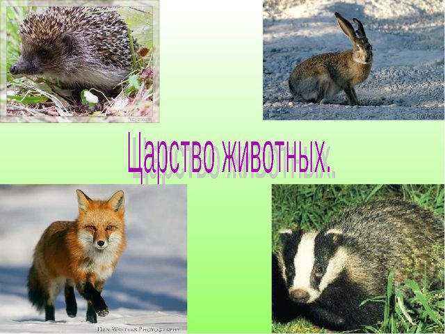 В гостях у Лесовичка