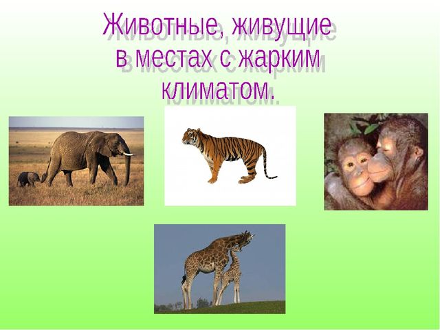 В гостях у Лесовичка