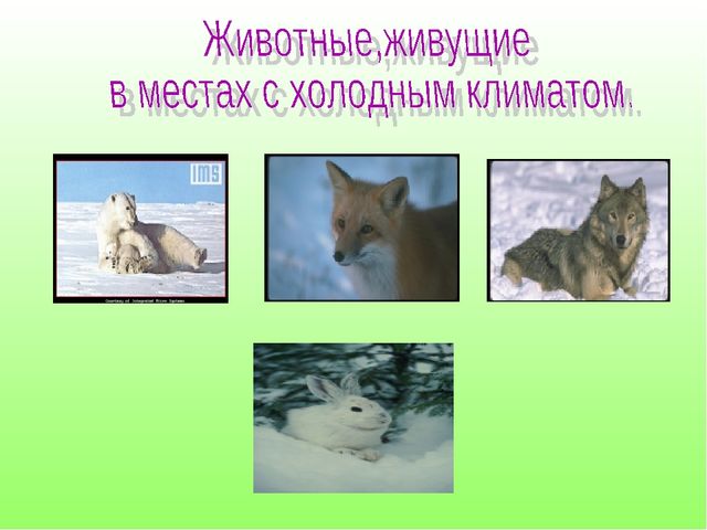 В гостях у Лесовичка