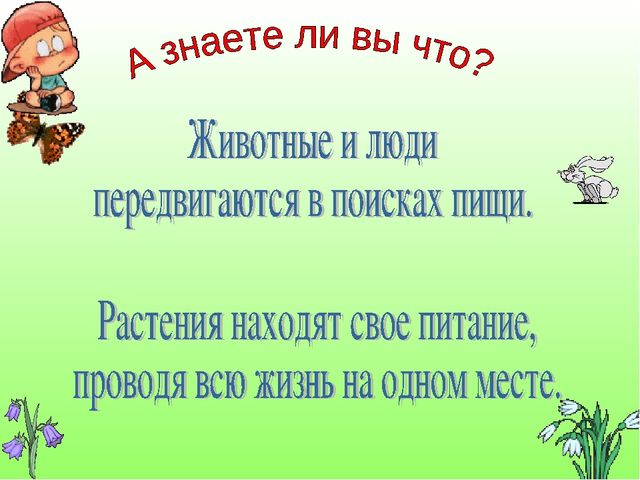 В гостях у Лесовичка