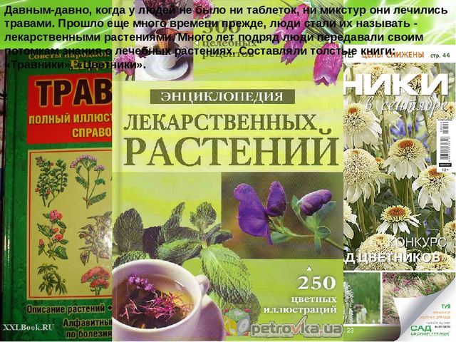 Презентация по ознакомлению с окружающим миром природы на тему "Лечебные травы" (подготовительная группа)
