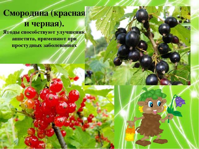 Презентация по ознакомлению с окружающим миром природы на тему "Лечебные травы" (подготовительная группа)