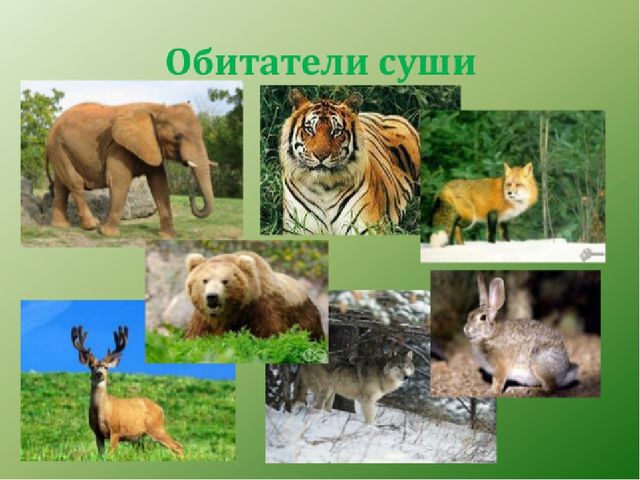 Презентация по экологическому воспитанию "Всемирный день защиты окружающей среды"