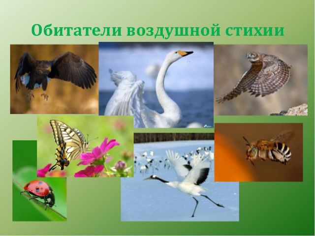 Презентация по экологическому воспитанию "Всемирный день защиты окружающей среды"