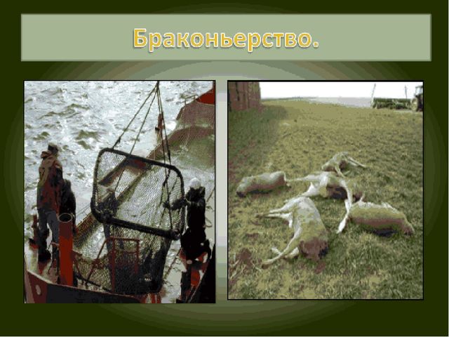 Презентация по экологическому воспитанию "Всемирный день защиты окружающей среды"