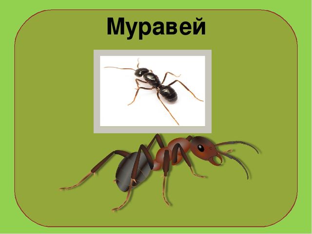 Презентация на тему : "Муравьи-санитары леса".