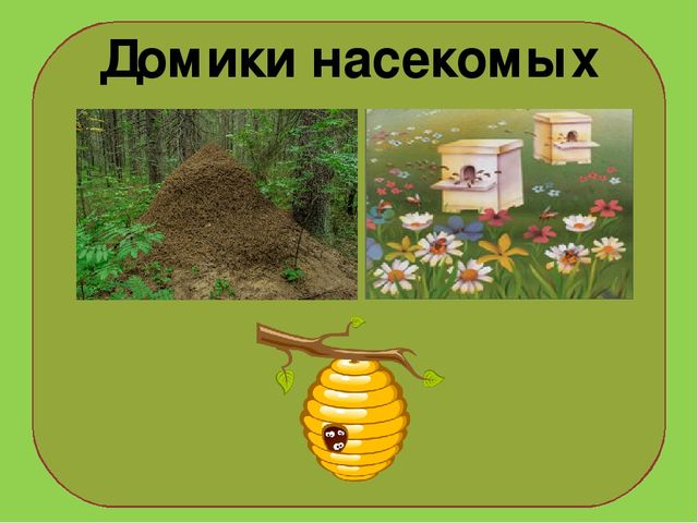 Презентация на тему : "Муравьи-санитары леса".