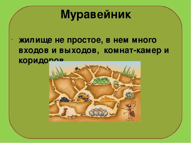 Презентация на тему : "Муравьи-санитары леса".