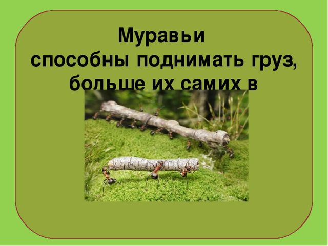 Почему лес называют санитаром. Муравьи санитары леса для детей. Презентация Лесной муравей. Презентация для дошкольников муравьи санитары леса. Муравей санитар живой природы.