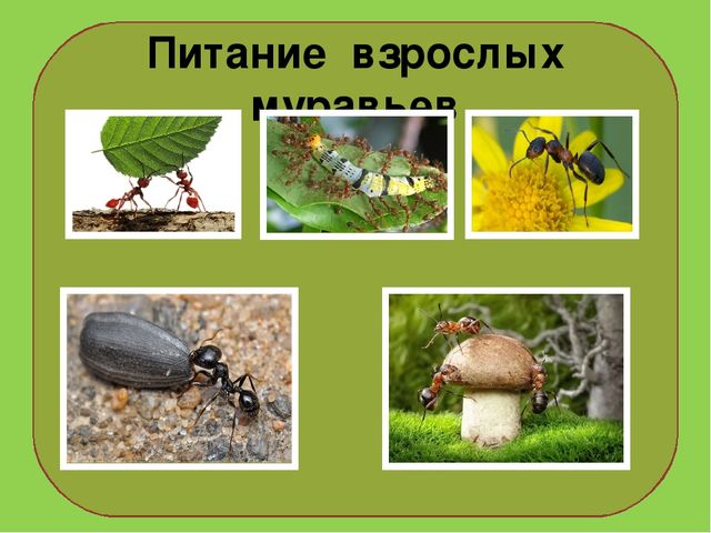 Презентация на тему : "Муравьи-санитары леса".