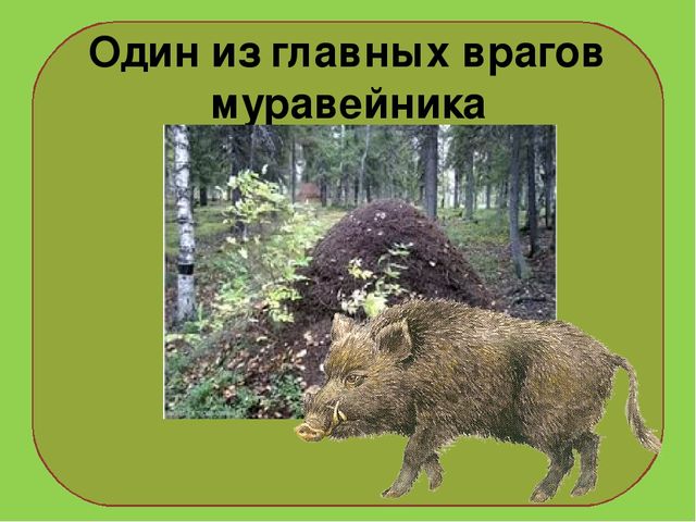 Презентация на тему : "Муравьи-санитары леса".