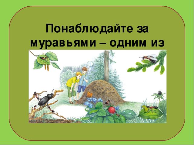 Презентация на тему : "Муравьи-санитары леса".
