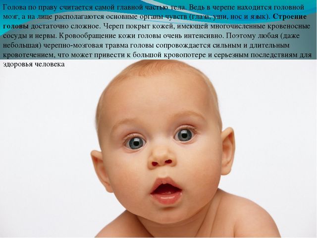 Презентация по ознакомлению с миром природы на тему "Внутреннее строение головы" ( подготовительная группа)