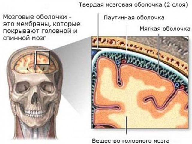 Презентация по ознакомлению с миром природы на тему "Внутреннее строение головы" ( подготовительная группа)