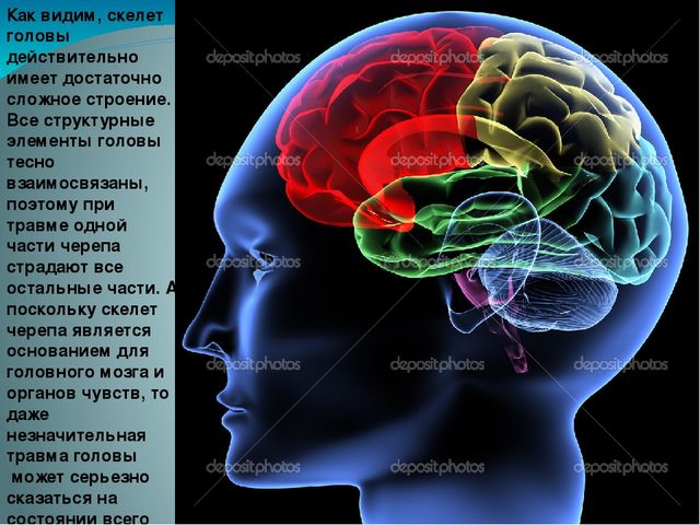 Презентация по ознакомлению с миром природы на тему "Внутреннее строение головы" ( подготовительная группа)