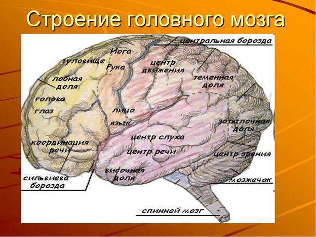 Презентация по ознакомлению с миром природы на тему "Внутреннее строение головы" ( подготовительная группа)