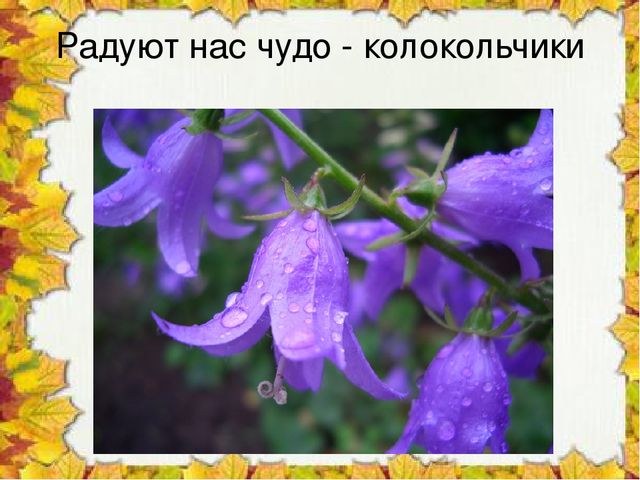 Презентация "Чудо колокольчики", ознакомление с окружающим миром