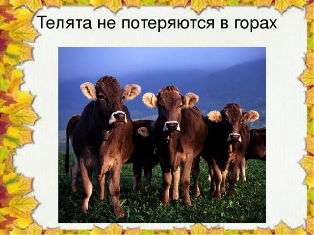 Презентация "Чудо колокольчики", ознакомление с окружающим миром