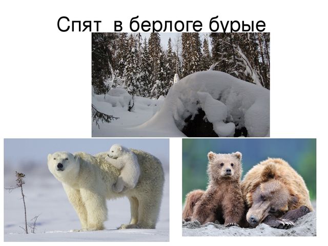 Презентация "Дикие животные весной"