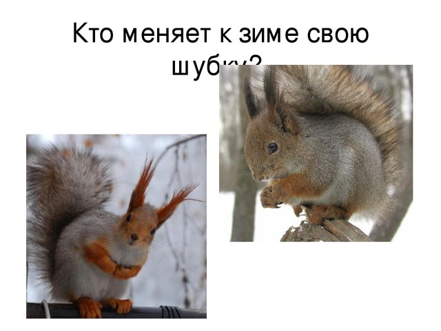 Презентация "Дикие животные весной"