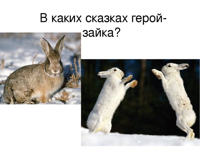 Презентация "Дикие животные весной"