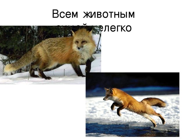 Презентация "Дикие животные весной"