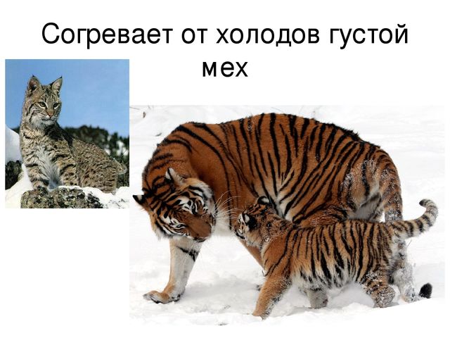 Презентация "Дикие животные весной"